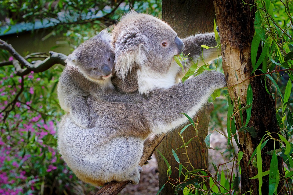koala-61190_960_720.jpg